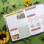 Discover Bees sticker book opened to educational bee facts and activities