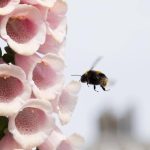 Bumblebee flying towards a pink flower in a pollinator-friendly garden
