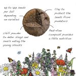 Illustrated diagram showing the natural ingredients used inside a Seedball