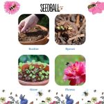 Seedball planting guide showing how to scatter and grow wildflower seed balls