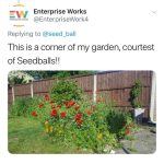 Customer garden filled with plants grown using Seedball wildflower seed balls
